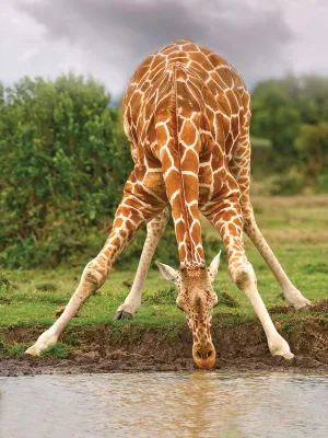 Drinking Giraffe