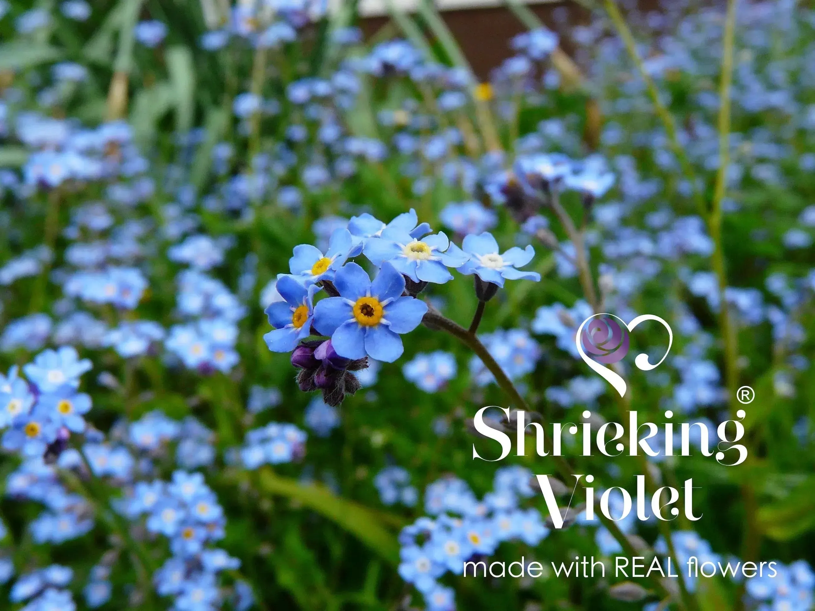 Silver Bracelet with Real Forget-Me-Not Flowers by Shrieking Violet®